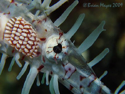"I spy with my little eye" an Ornate Ghost Pipefish (Sole... by Brian Mayes 